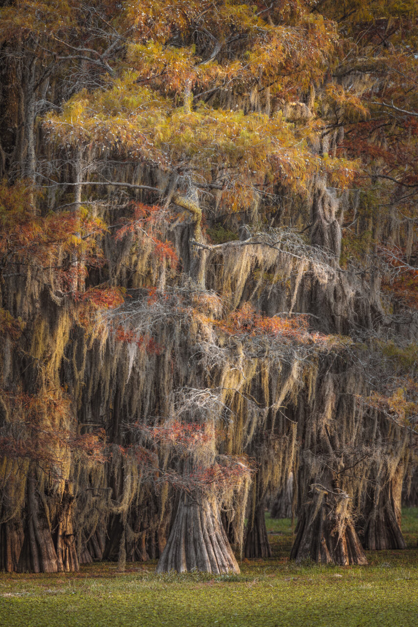 Bald cypress trees and autumn colors in southern swamp, Caddo Lake, Texas/Louisiana