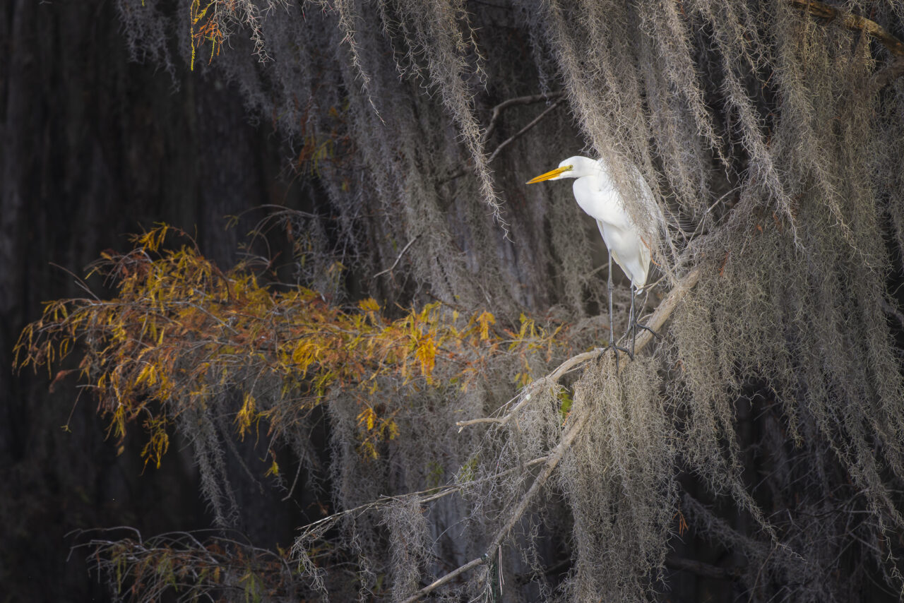 Great egret among Spanish moss in bald cypress tree, Caddo Lake, Texas/Louisiana