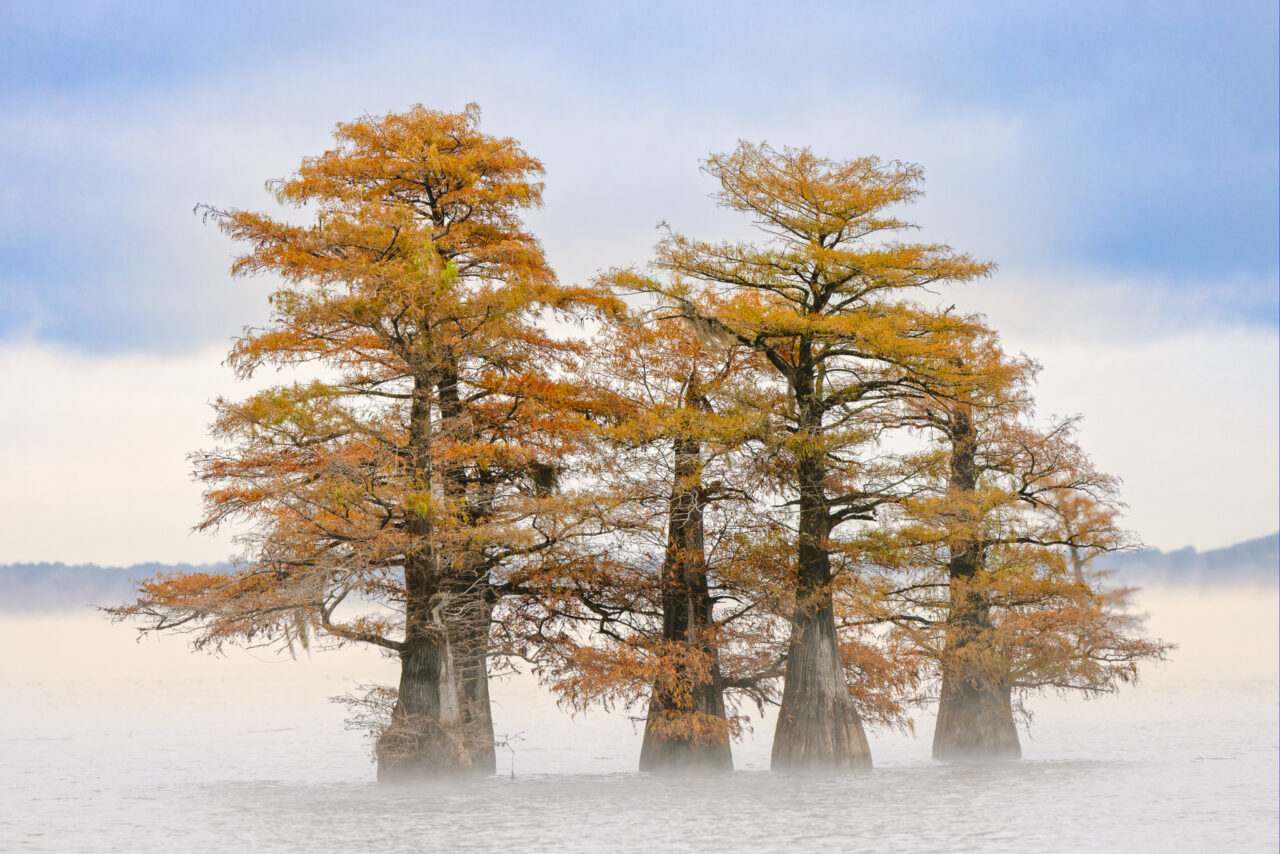 Morning mist and autumn colors on Caddo Lake, Texas/Louisiana