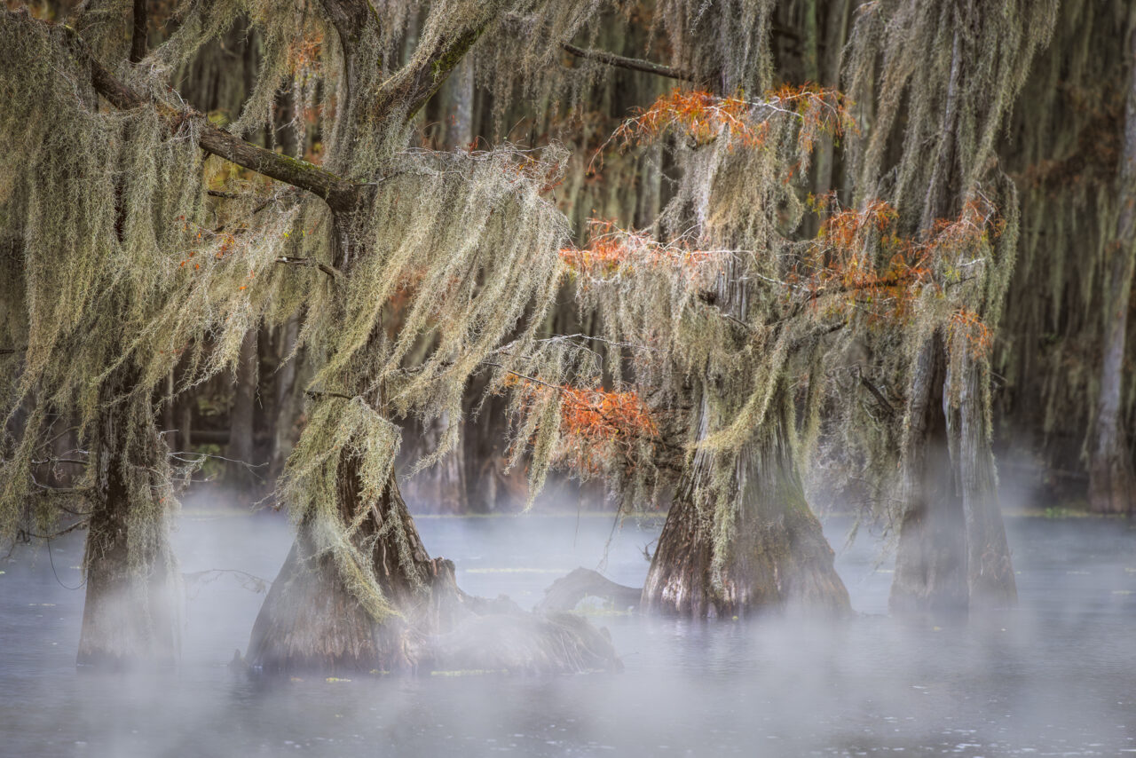 Morning mist on southern swamp, Caddo Lake, Texas/Louisiana