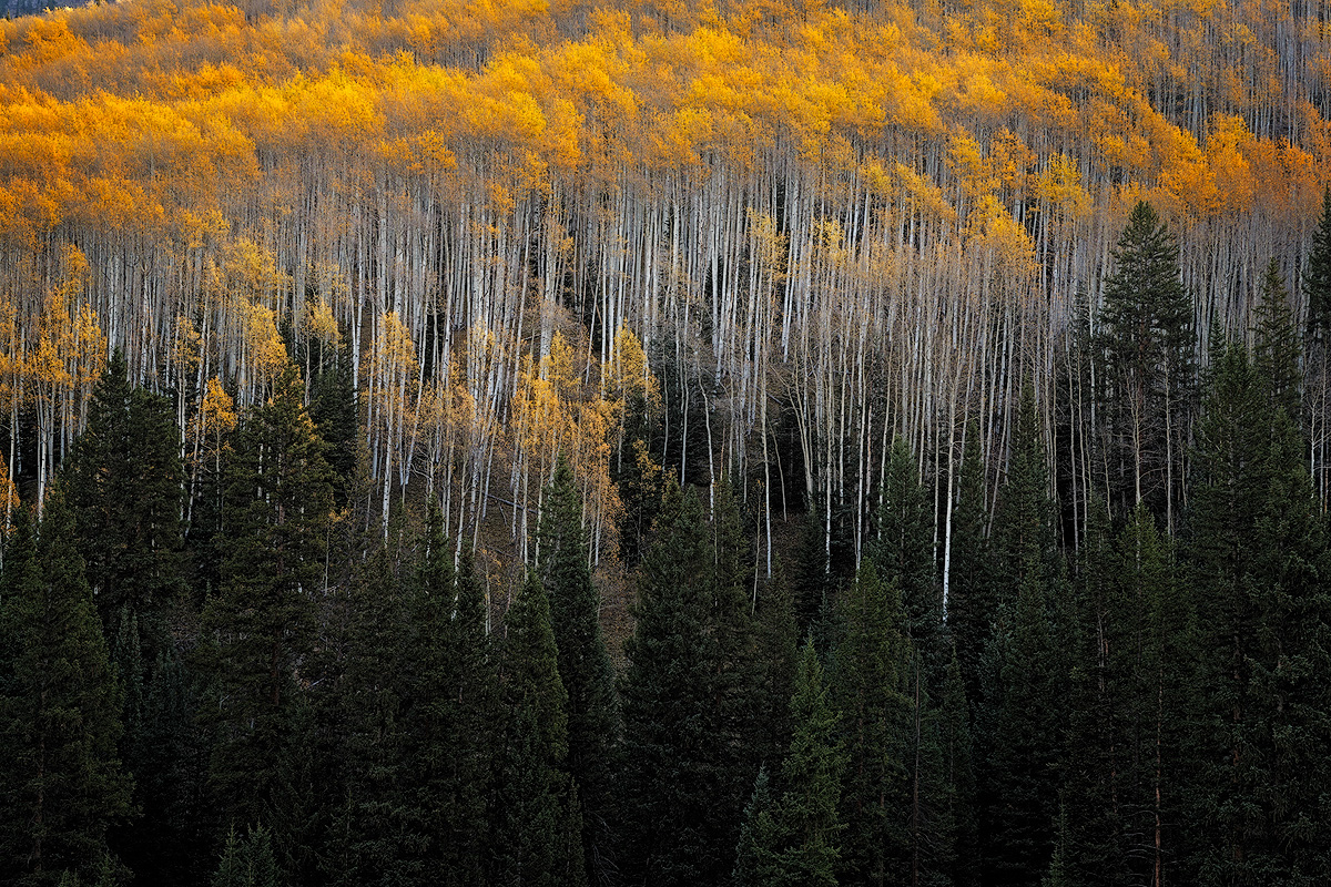 Fall color covering forest outside of Crested Butte, Colorado
